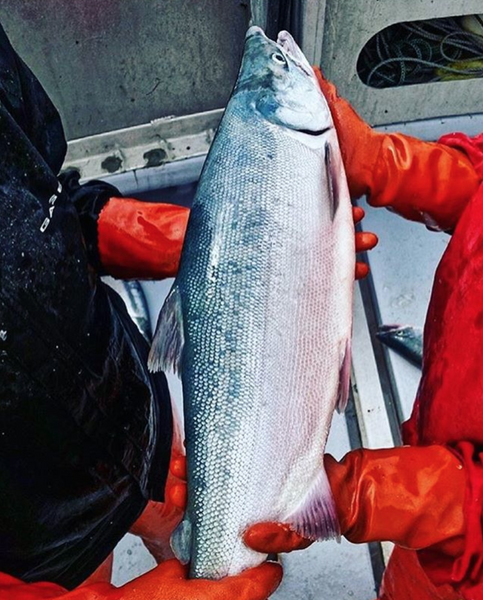 Thanks to you, we donated 550 pounds of wild salmon this Christmas.